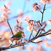 花見メジロ