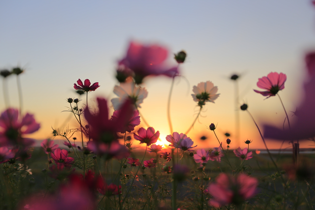 沈みゆく夕陽にさよなら