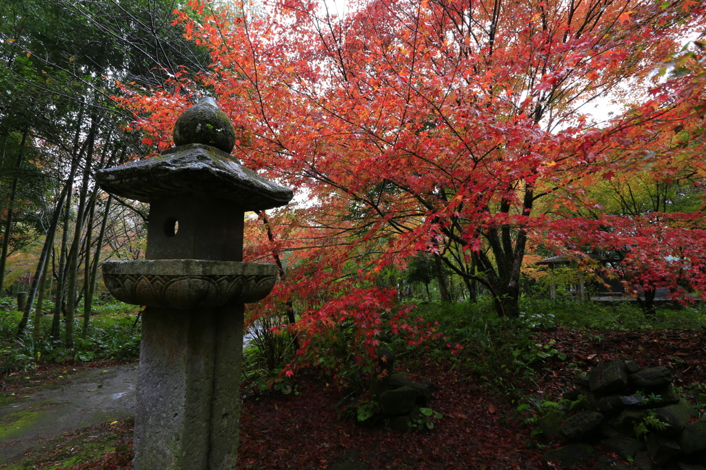 道隆寺跡の紅葉