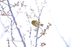 春を感じさせる