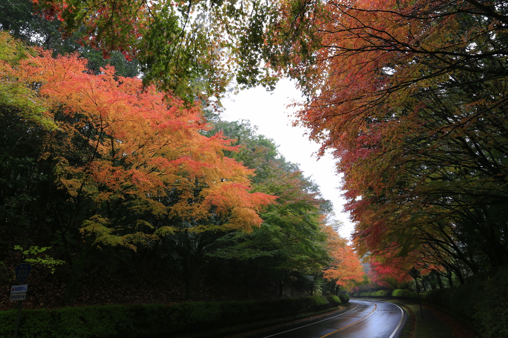 紅葉街道