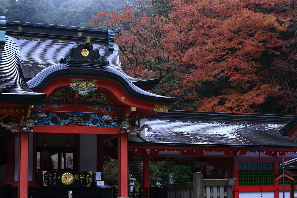 霧島神宮の紅葉風景