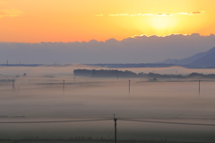 silky field