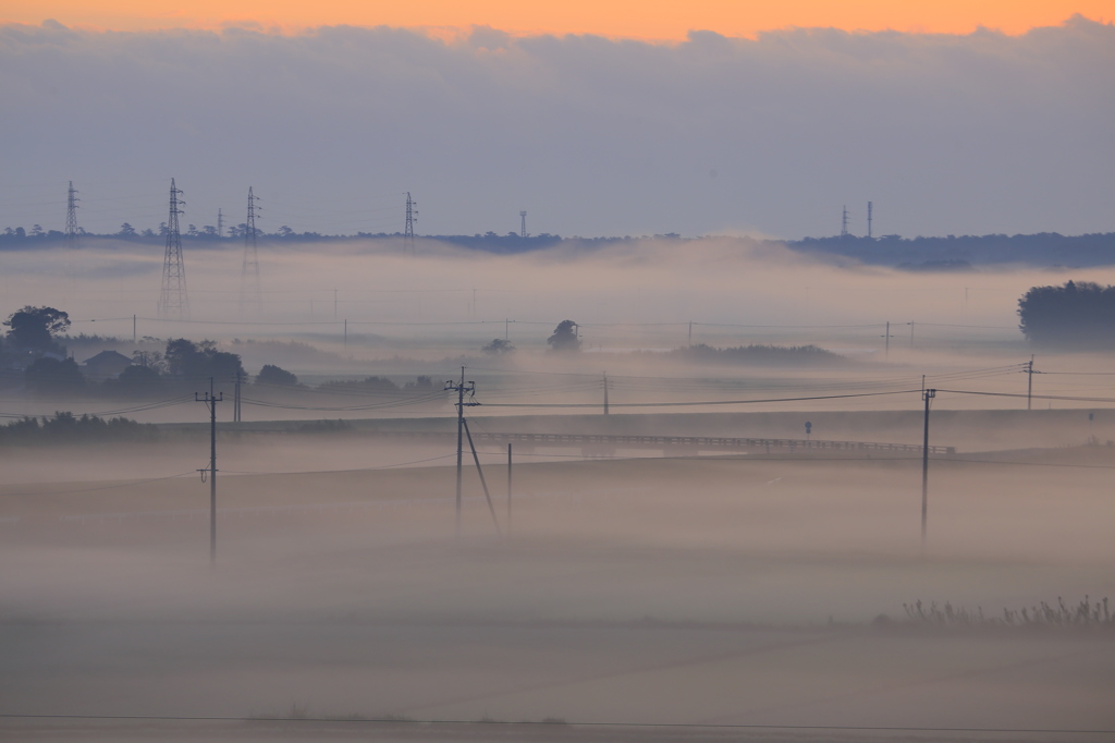 silky field 2