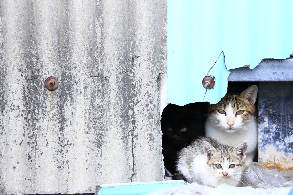 隠れ猫