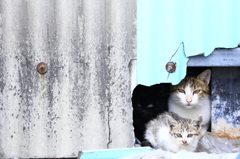 隠れ猫