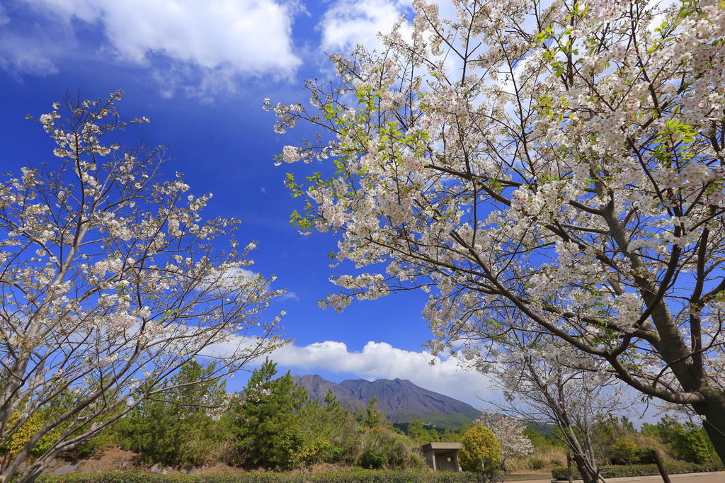 私のお花見