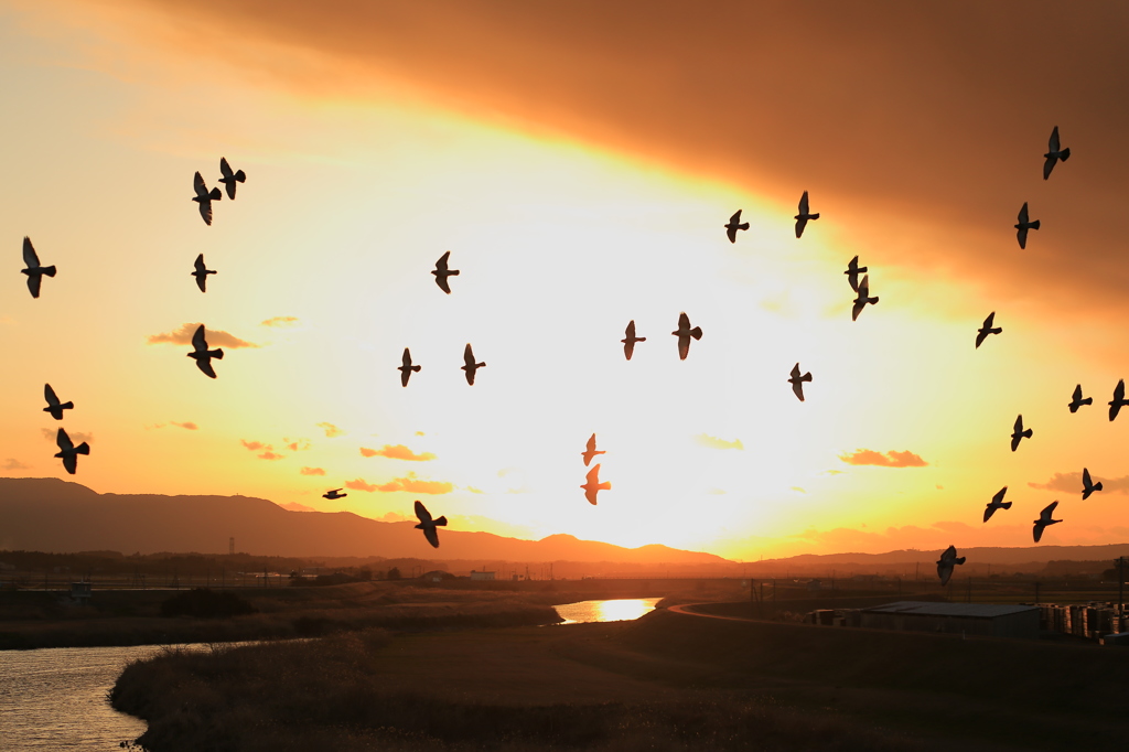夕空を翔る鳩達