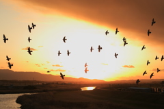 夕空を翔る鳩達