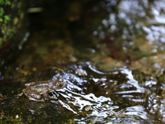 涼なる声