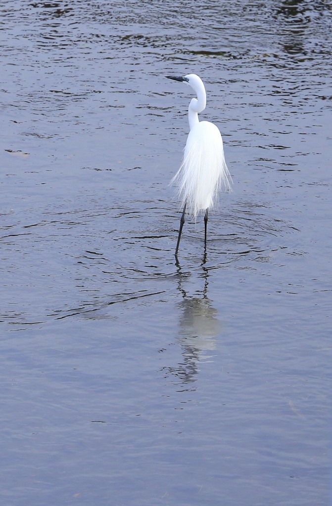 ダイサギ