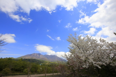 桜島に桜を絡めて