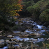 はじまる紅葉