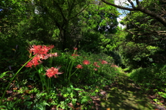 彼岸花のお出迎え
