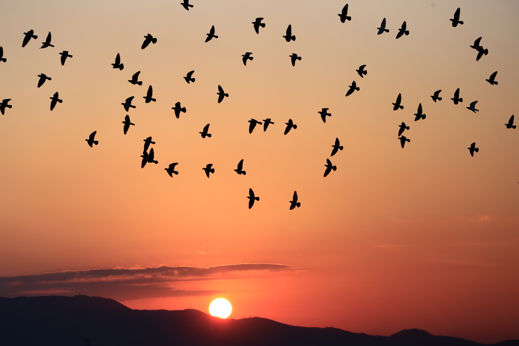 夕陽と鳩達