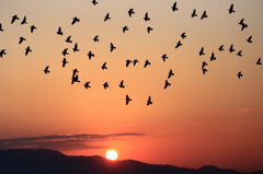 夕陽と鳩達