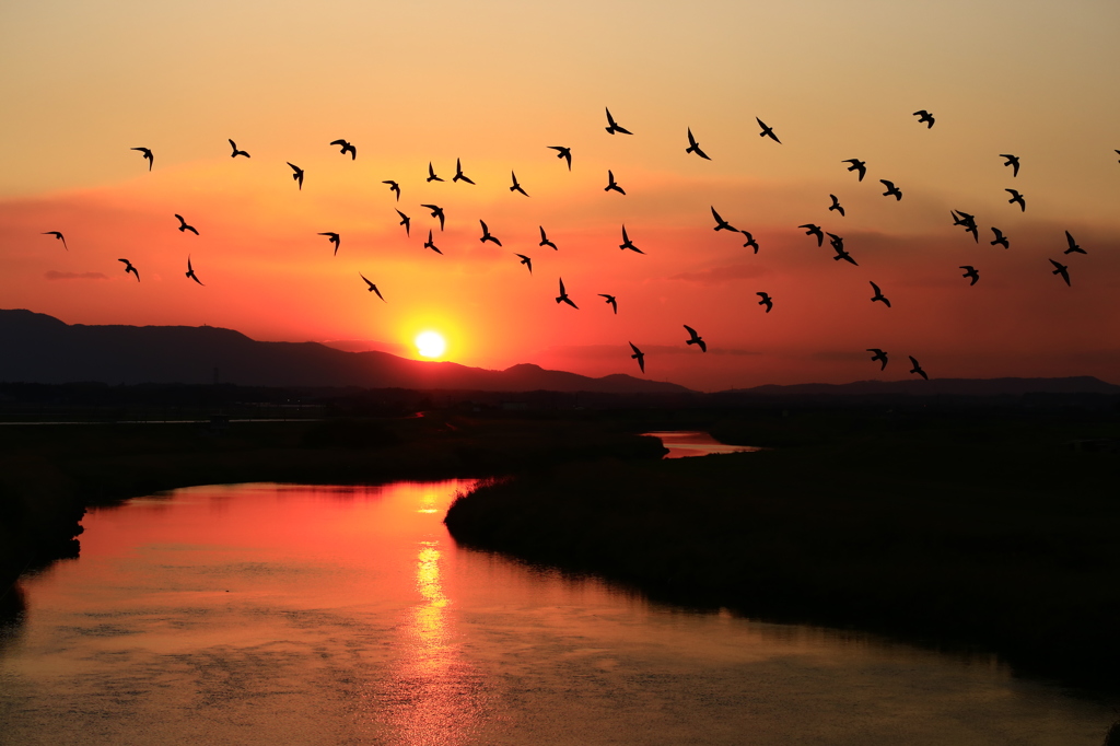 夕空を賑わす鳩達