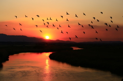夕空を賑わす鳩達