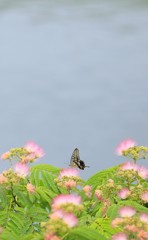 ネムノキとアゲハチョウ