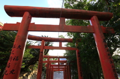 連なる鳥居（広角）
