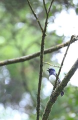 美声お披露目