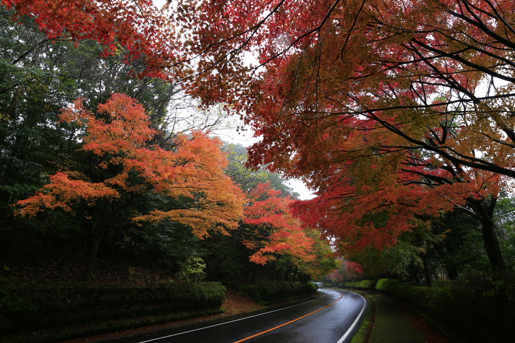紅葉街道