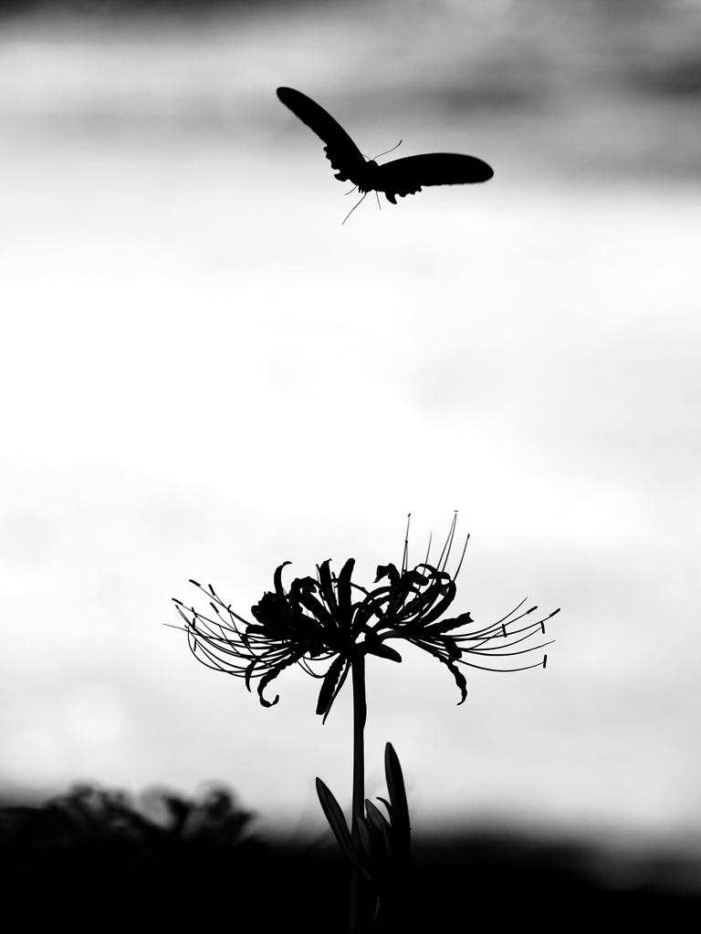 一輪の花へ向かって