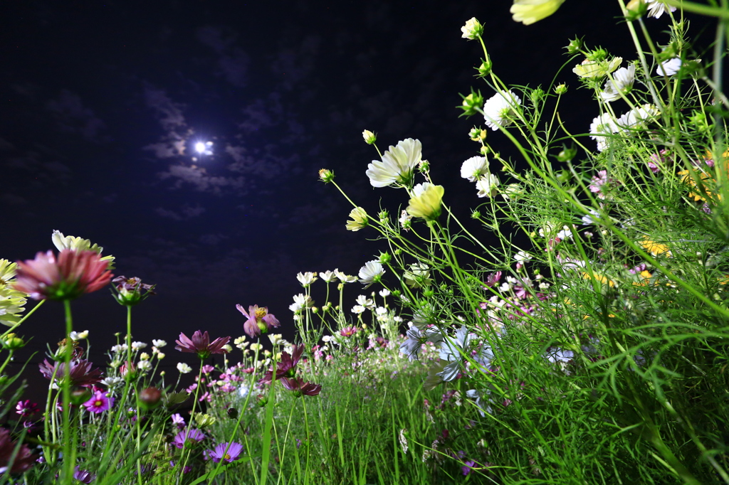 月夜のコスモス
