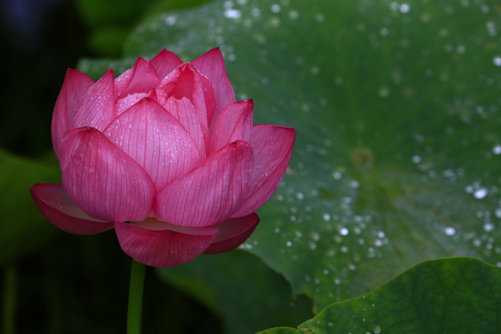 雨の中の大賀蓮