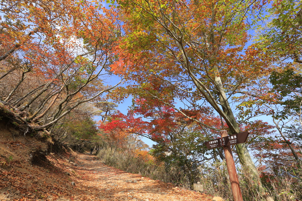 _紅葉散歩へご案内