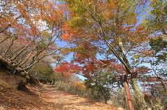 _紅葉散歩へご案内