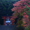 霧島神宮秋の装い