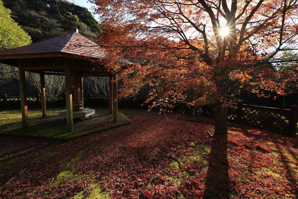 ふれあいパーク高隈展望所紅葉