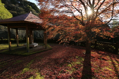 ふれあいパーク高隈展望所紅葉