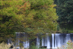 紅葉待ち