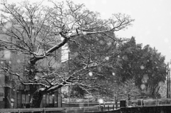 鹿屋市の雪景色