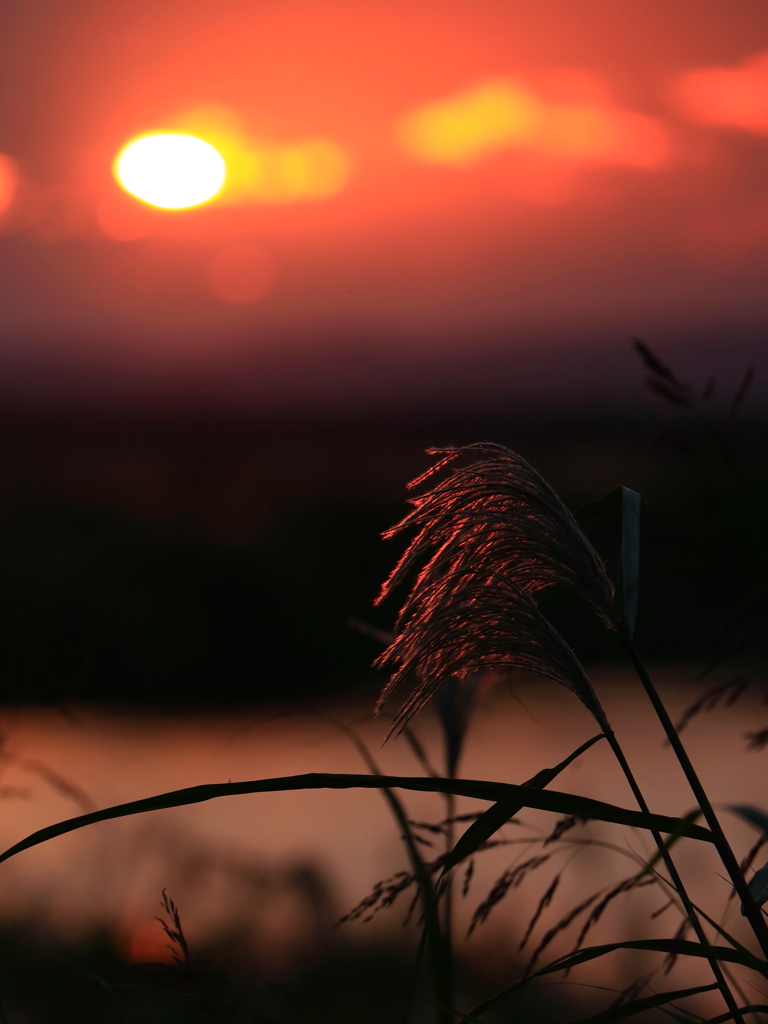 夕陽に穂を染める