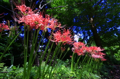 彼岸花