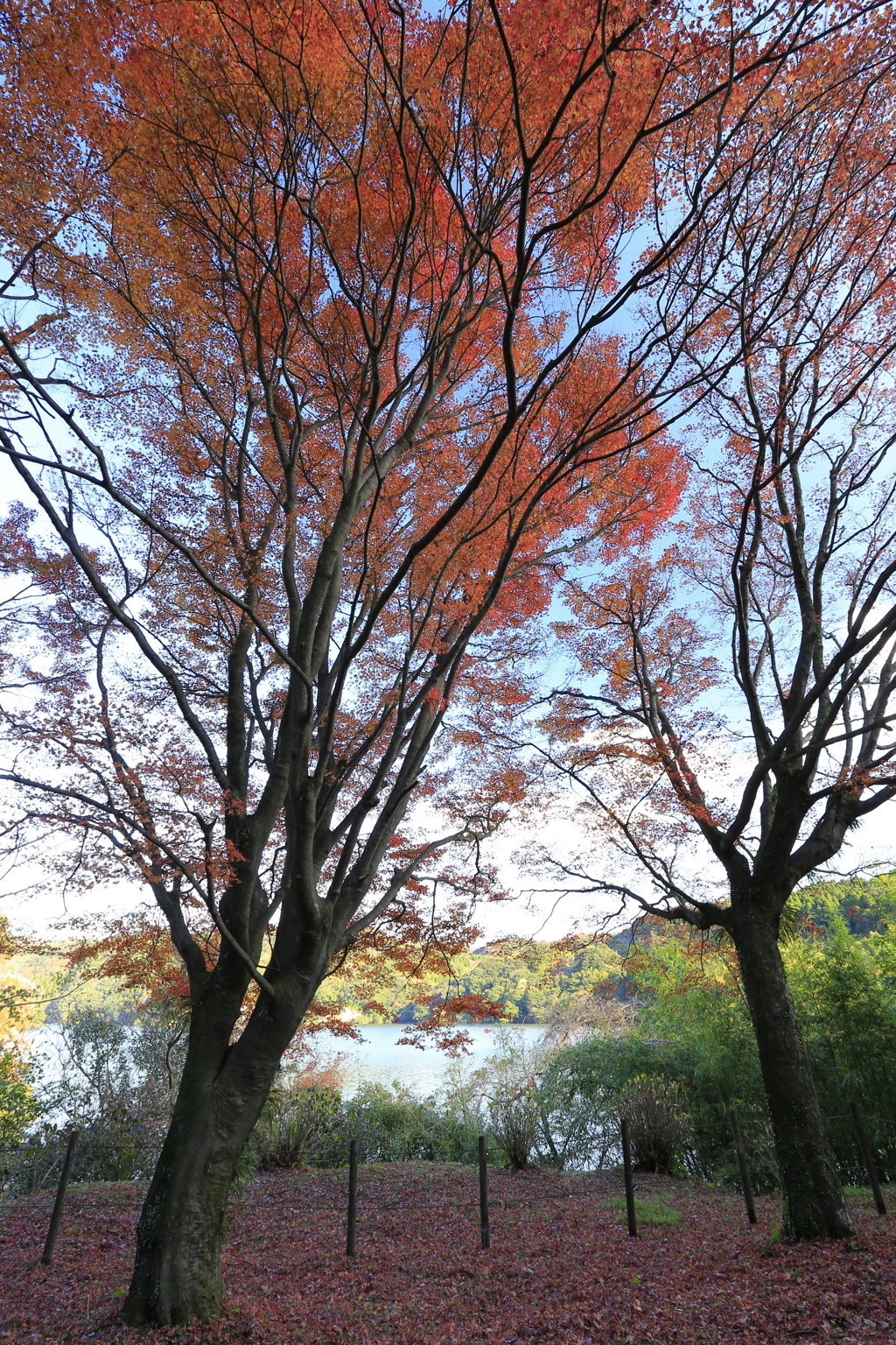 大隅湖の紅葉