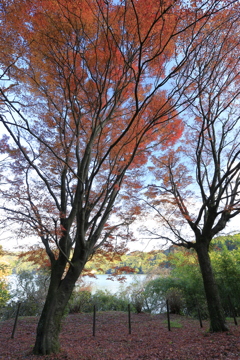 大隅湖の紅葉