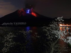 夜桜と桜島