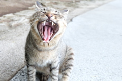 宇品猫