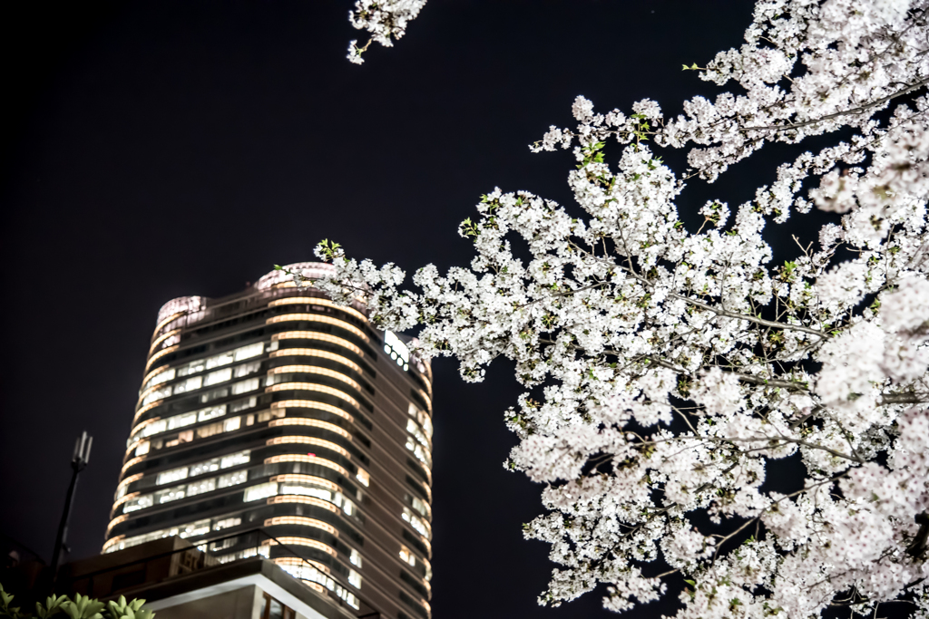 桜と高層ビル