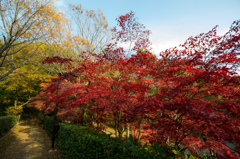 生田緑地の紅葉　その4