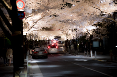 桜のイルミネーション