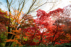 生田緑地の紅葉　その3