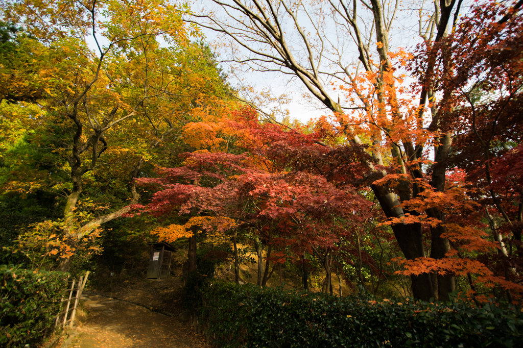 生田緑地の紅葉 その2