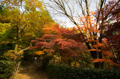 生田緑地の紅葉 その2