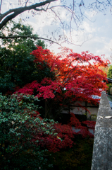 生田緑地の紅葉　その6
