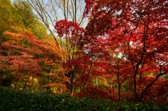 生田緑地の紅葉　